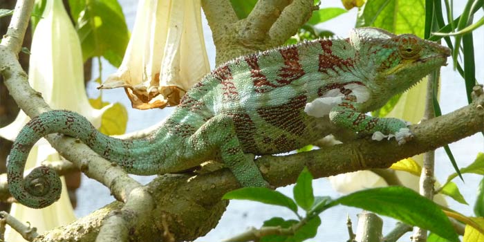 Madagaskar